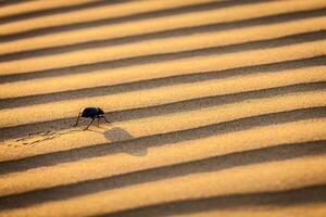 scarabeo scarabaeus scarafaggio su deserto sabbia foto