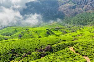 tè piantagioni, Munnar, kerala stato, India foto