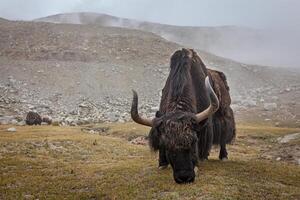 yak pascolo nel Himalaya foto