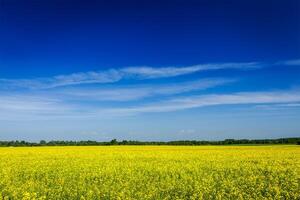 primavera estate sfondo stupro campo con blu cielo foto