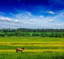 primavera estate verde campo scenario paesaggio con cavallo foto