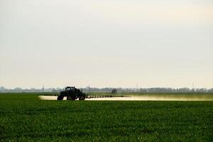 trattore con il Aiuto di un' spruzzatore spray liquido fertilizzanti su giovane Grano nel il campo. foto