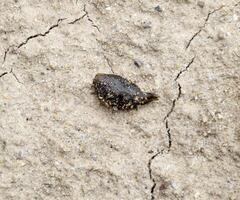 piccolo sanguisuga striscia al di sopra di spoglio suolo nel ricerca di umidità. foto