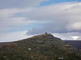 il sterna su il superiore di il collina. settentrionale uccello su il yamal. foto