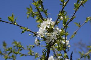 prunus avium fioritura ciliegia. ciliegia fiori su un' albero ramo foto