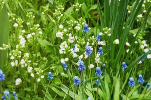 campo bianca e blu fiori nel verde erba. floreale sfondo foto