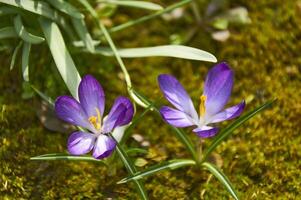 viola croco fiori nel il giardino. presto primavera. foto