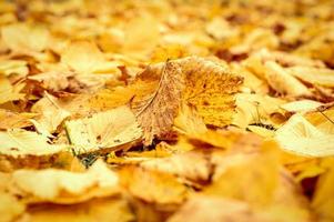 autunno dorato autunno foto