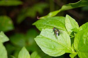 defocus mosche su il le foglie foto