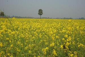 mostarda fiorire nel bangladesh foto