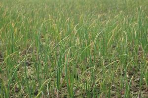 cipolla piantine avere stato piantato nel agricolo terra. il cui, di chi nome è guti cipolla foto