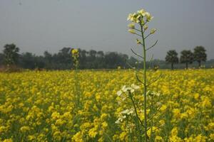 mostarda fiore nel bangladesh foto