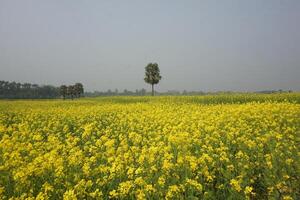 mostarda fiore nel bangladesh foto