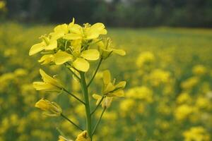 mostarda fiore nel bangladesh foto