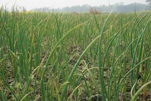 cipolla piantine avere stato piantato nel agricolo terra. il cui, di chi nome è guti cipolla foto