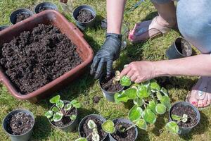 femmina mani nel nero guanti trapianto un' viola pianta della casa in nuovo pentole con terra all'aperto, foto