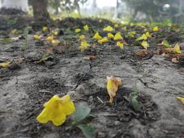 bellissimo autunno paesaggio con colorato fogliame nel il parco caduta fiori naturale sfondo foto