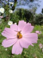 naturale sfondo di un' cosmo Immagine foto