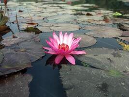 loto fiore galleggiante su acqua natura sfondo del desktop sfondo foto