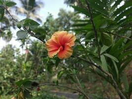 Cina rosa morbido rosso colore foto su natura sfondo Immagine ricerca