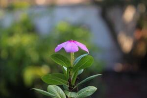 bellissimo fiore del desktop sfondo su alto risoluzione fotografia foto