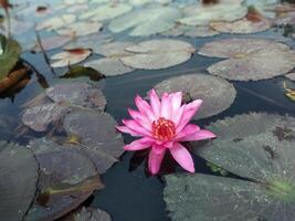 loto fiore galleggiante su acqua natura sfondo del desktop sfondo foto