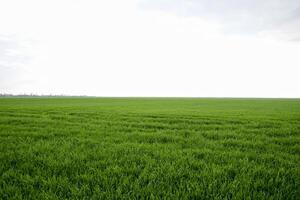 campo di giovane verde orzo foto