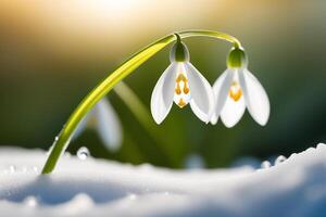 ai generato primavera bucaneve fiori con acqua gocce nel primavera foresta foto