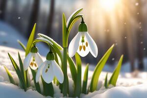 ai generato primavera bucaneve fiori con acqua gocce nel primavera foresta foto