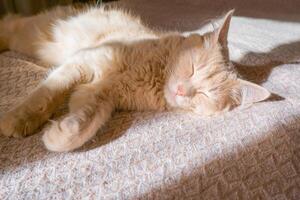 rosso gatto dorme su un' duvan nel il di sole raggi di luce. il concetto di un' accogliente casa e vacanza, un' carino Zenzero o Zenzero gattino. foto