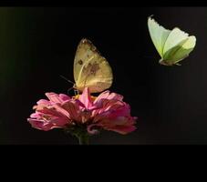 bellissimo fioritura fiore nel giardino foto