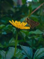 bellissimo fioritura fiore foto