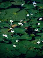 bellissimo fioritura fiore nel giardino foto