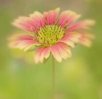 bellissimo fioritura fiore nel giardino foto