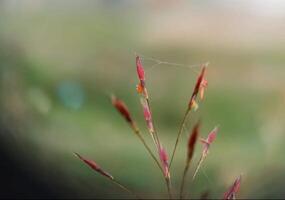 bellissimo fioritura fiore foto