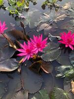 bellissimo fioritura fiore nel giardino foto