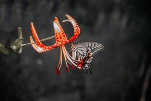 avvicinamento fotografia di farfalla carino farfalla foto