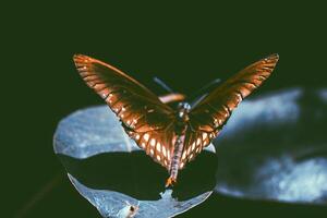 avvicinamento fotografia di farfalla carino farfalla foto