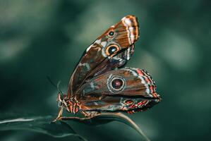 avvicinamento fotografia di farfalla carino farfalla foto