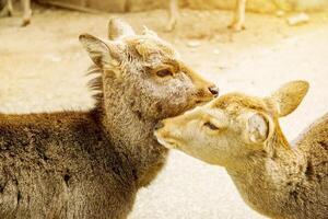 avvicinamento Due giovane cervo nel nara parco la zona mostrare il amore con sole bagliore e sfocato sfondo. foto