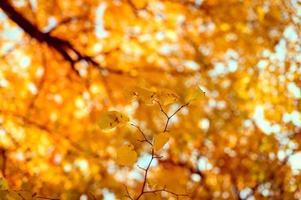 autunno dorato autunno foto
