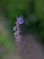 piccola e bellissima farfalla foto