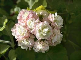 pelargonium geranio grappolo di fiori, varietà appleblossom bocciolo di rosa foto