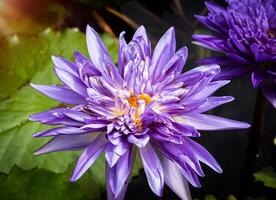 vicino su viola loto fiori fioritura nel il stagno con natura sfondo con morbido leggero di il sole. immagine guardare contento. foto