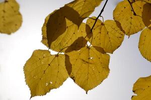 giallo le foglie di tiglio contro il cielo e il retroilluminazione. autunno sfondo a partire dal le foglie di un' tiglio. giallo autunno le foglie foto