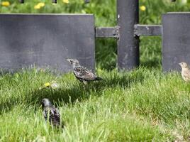 storni camminare su il erba foto