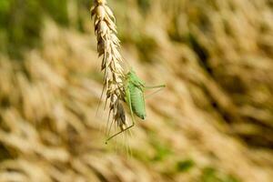 isofia. cavalletta è un isofia su un' Grano spighetta. foto