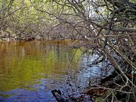 fiume nel il foresta sotto il rami, alberi. presto primavera. foto