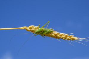 isofia. cavalletta è un isofia su un' Grano spighetta. isofia un' foto