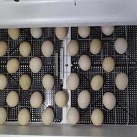 il uova di un' muschiato anatra dire bugie nel un incubatrice. foto